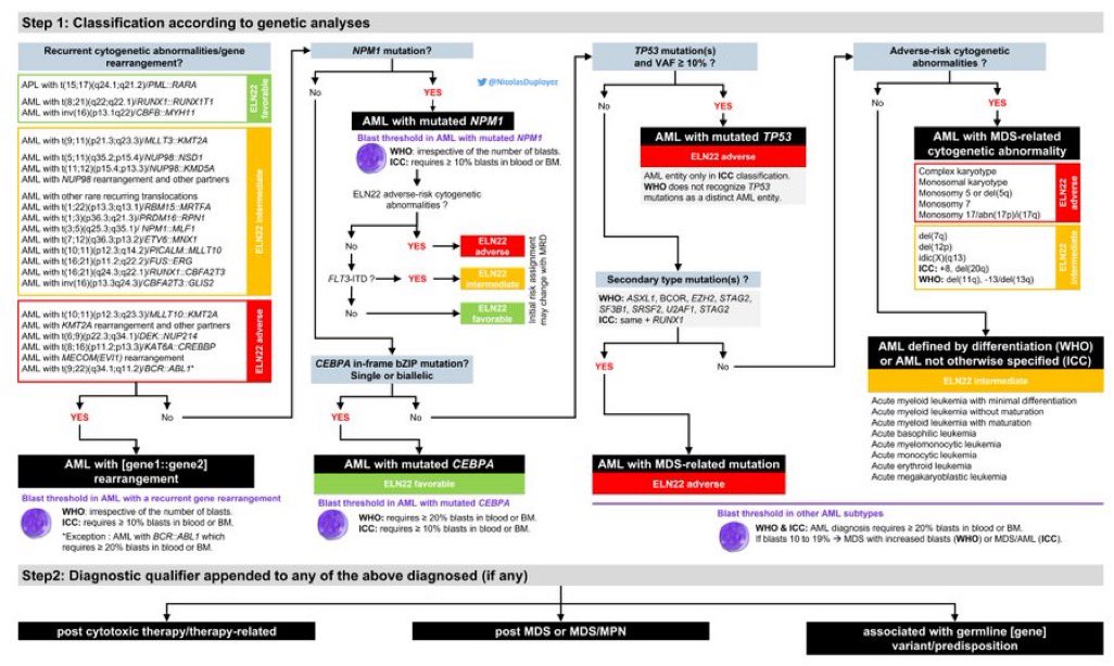 abouabdrahman0's tweet photo. “🩸 Comprehensive Algorithm for AML Classification (WHO & ICC Guidelines) 🔬💉

Step 1: Classification Based on Genetic Analysis

1️⃣ Recurrent Cytogenetic Abnormalities/Gene Rearrangements
•💡 Key Features:
•AML subtypes with specific translocations or inversions, classified regardless of blast percentage.
•🚩 Blast threshold not required for these subtypes under WHO and ICC.
•🧬 Examples:
•APL with t(15;17)/PML-RARA → Treat with ATRA/arsenic.
•AML with t(8;21)/RUNX1-RUNX1T1 → Favors favorable risk (ELN).
•AML with inv(16)/CBFB-MYH11 → Core-binding factor AML, often favorable risk.
•Clinical Notes:
•Always confirm rearrangements with FISH or PCR.
•Monitor for co-existing mutations impacting prognosis.

2️⃣ NPM1 Mutation
•🧬 Mutation in NPM1 Gene → Most common in de novo AML.
•If NPM1 mutation present:
•Classified as AML with mutated NPM1, irrespective of blast percentage.
•🔍 Risk Stratification (ELN 2022):
•🟥 Adverse Risk: Co-occurrence with FLT3-ITD (high allelic burden) or adverse cytogenetics.
•🟨 Intermediate Risk: FLT3-ITD with low allelic burden.
•🟩 Favorable Risk: No FLT3-ITD or adverse cytogenetics.
•Clinical Notes:
•Check FLT3 mutation and allelic ratio.
•Favorable-risk cases have higher cure rates with chemotherapy alone.

3️⃣ TP53 Mutation
•🔬 Mutation in TP53 Gene (VAF ≥10%):
•Classified as AML with mutated TP53.
•🚩 ELN Risk: Always adverse.
•WHO recognizes TP53 mutations only with cytogenetic abnormalities (e.g., complex karyotype).
•Clinical Notes:
•Poor prognosis; consider clinical trials or novel agents (e.g., APR-246).
•Monitor for additional mutations that may alter treatment strategies.

4️⃣ CEBPA Mutation
•🧬 In-Frame bZIP Mutations of CEBPA Gene:
•Single Mutation → Not classified as CEBPA-mutated AML.
•Biallelic Mutation → Classified as AML with mutated CEBPA (ELN 2022: favorable risk).
•Clinical Notes:
•Often associated with younger patients and better outcomes.
•Ensure comprehensive genetic analysis to confirm biallelic status.

5️⃣ MDS-Related Mutations
•🧬 Mutations in secondary-type genes (e.g., ASXL1, RUNX1, SRSF2, EZH2):
•Classified as AML with MDS-related mutations.
•🚩 ELN Risk: Always adverse.
•Clinical Notes:
•Commonly seen in older patients or secondary AML.
•Higher resistance to standard chemotherapy; consider hypomethylating agents or venetoclax-based regimens.

6️⃣ MDS-Related Cytogenetic Abnormalities
•🧬 Examples:
•Complex karyotype (≥3 unrelated abnormalities).
•Monosomy 7, del(5q), or isochromosome 17q.
•🚩 ELN Risk: Always adverse.
•Clinical Notes:
•Associated with poor prognosis; consider transplantation if remission is achieved.
•Use supportive care (e.g., transfusions, growth factors) while preparing for intensive therapy.

7️⃣ AML Defined by Differentiation (WHO)
•Subtypes:
•AML with minimal differentiation.
•Acute monoblastic/monocytic leukemia.
•Acute erythroid leukemia.
•Acute megakaryoblastic leukemia.
•🚦 ELN Risk: Usually intermediate unless genetic abnormalities are present.
•Clinical Notes:
•Ensure flow cytometry and IHC to identify lineage.
•Consider differentiation markers (e.g., CD13, CD33, MPO).

Step 2: Diagnostic Qualifiers
•Append these qualifiers to any diagnosis when relevant:
•🔬 Post-Cytotoxic Therapy or Radiation-Related AML: Secondary to prior treatment.
•🧬 Post-MDS or MDS/MPN: AML evolving from prior myelodysplastic syndrome or myeloproliferative neoplasm.
•Associated with Germline Predisposition: e.g., germline RUNX1, CEBPA, or DDX41 mutations.

Blast Thresholds for Diagnosis
•WHO: Requires ≥20% blasts in blood or bone marrow for AML diagnosis, except for cases with recurrent cytogenetic abnormalities.
•ICC: Allows 10–19% blasts for MDS/AML classification in certain settings (e.g., MDS with excess blasts progressing to AML
#AML #WHOClassification #ICCClassification #ELN22
