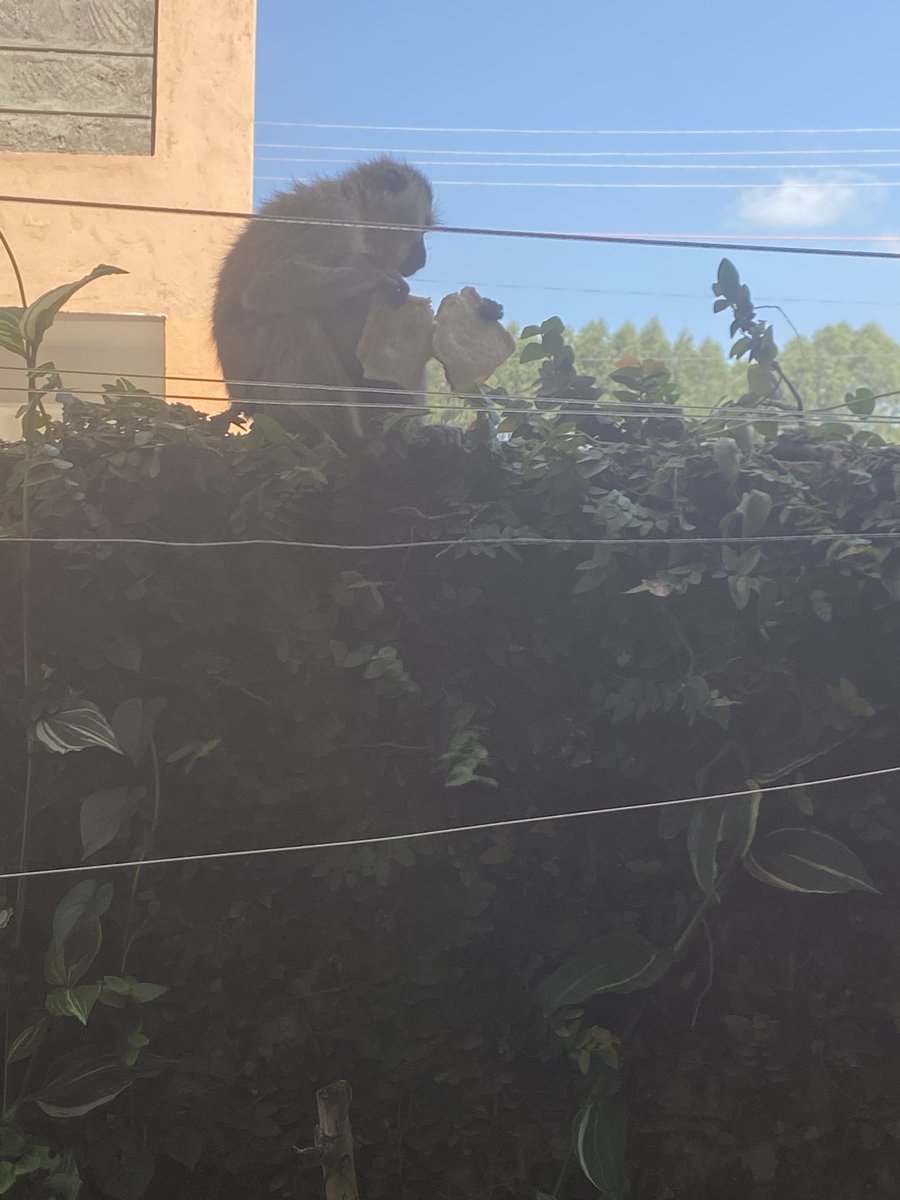 This one stole the crusty one😭😭Maybe this is our cue to leave bread based things in 2024