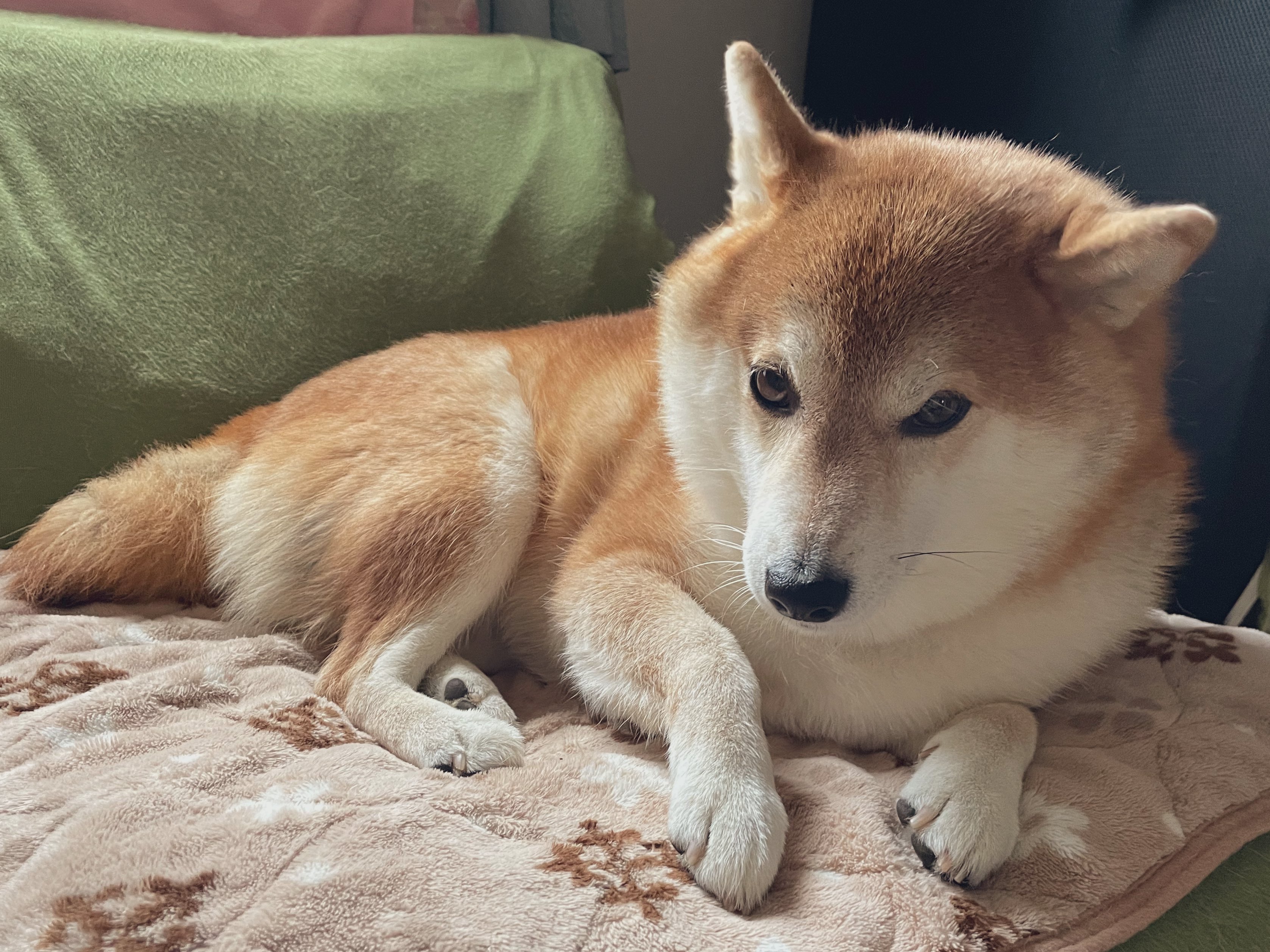 柴犬ハル on X: 柴犬ハル on X: