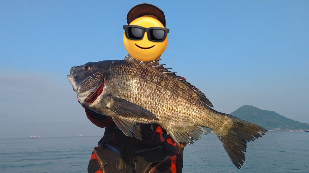 Motchy_Friend's tweet photo. ①ちょっと今年はサイズが不満、53cm尾長
②まさかの50cmイシダイ、ウネリで玉の柄折れた…
③近場で53.5cmの年無し
④得意の渚釣り、イングラムNAGISAでマダイた

#2024年のベスト釣果を4枚で振り返る https://t.co/31zyc9F3K2