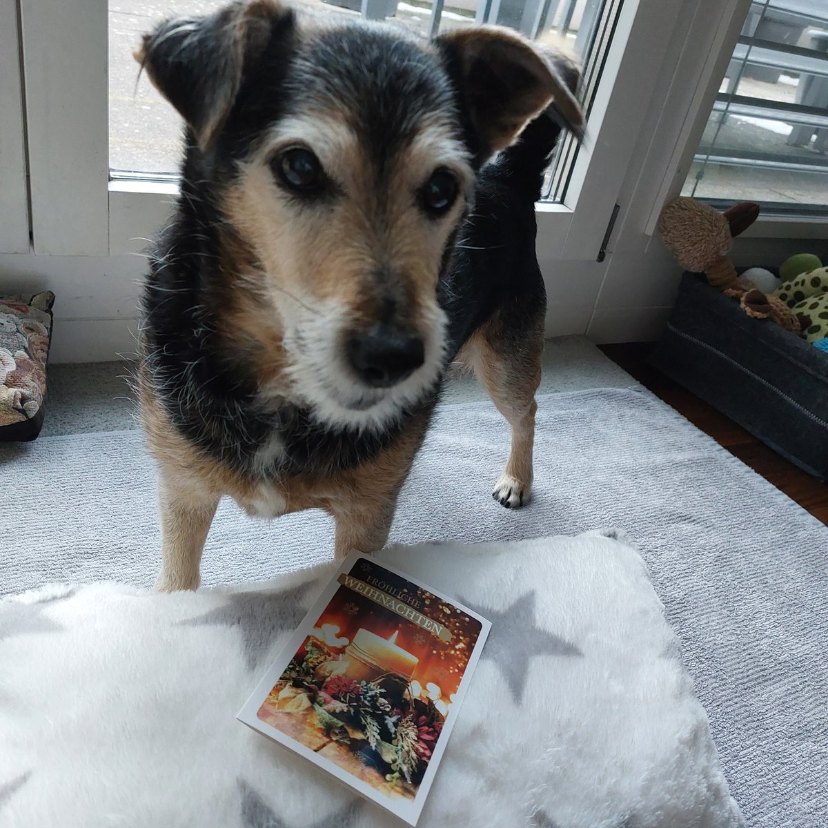 Nochmals eine wunderschöne Weihnachtskarte mit Neujahrswünschen erhalten 🥰✨️✨️
Vielen herzlichen Dank an dich @TysonArmbrecht lieber Tyson und an deine Familie ❤️🫂😘🐾🐾