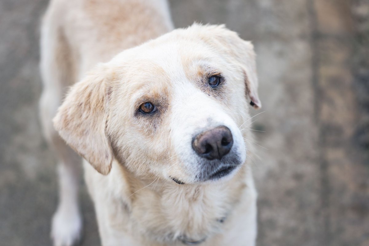 Neinei_art's tweet image. Necesitamos casas de acogida para perro🙏🏻

Nos hacemos cargo de todos los gastos. Porfi, tenemos muchos animales esperando.. 

Una acogida puede ser lo que marca la diferencia entre que encuentren un hogar para siempre o que se mueran sin conocer lo que es una familia❤️‍🩹