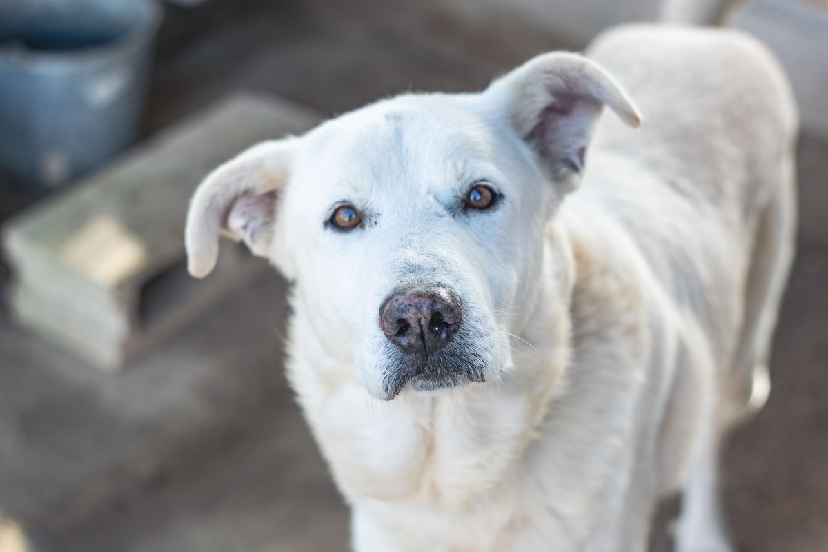 Neinei_art's tweet image. Necesitamos casas de acogida para perro🙏🏻

Nos hacemos cargo de todos los gastos. Porfi, tenemos muchos animales esperando.. 

Una acogida puede ser lo que marca la diferencia entre que encuentren un hogar para siempre o que se mueran sin conocer lo que es una familia❤️‍🩹