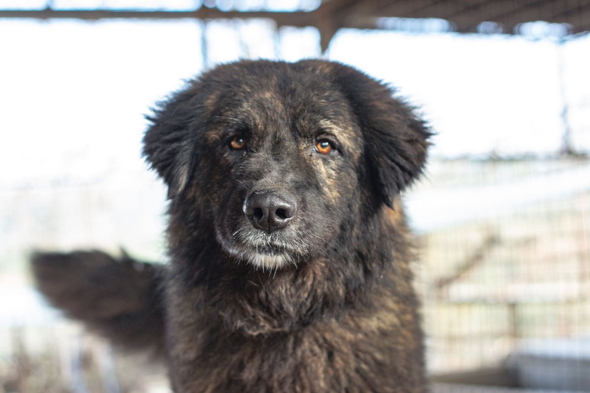 Neinei_art's tweet image. Necesitamos casas de acogida para perro🙏🏻

Nos hacemos cargo de todos los gastos. Porfi, tenemos muchos animales esperando.. 

Una acogida puede ser lo que marca la diferencia entre que encuentren un hogar para siempre o que se mueran sin conocer lo que es una familia❤️‍🩹