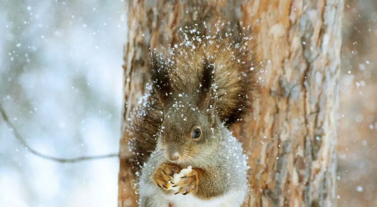 Überleben im Winter - Die Strategien der Tiere: ow.ly/GQXl50Uyczl