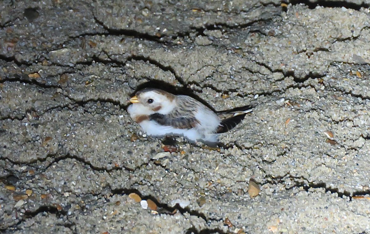 harbourbirds's tweet image. Last night we were out surveying some of the urban shorelines around Poole and wondered out of curiosity if we could find the Hamworthy Snow Bunt roosting anywhere. We found it roosting in a small hollow of sand at far east end of Hamworthy Beach! @DorsetBirdClub @BirdGuides