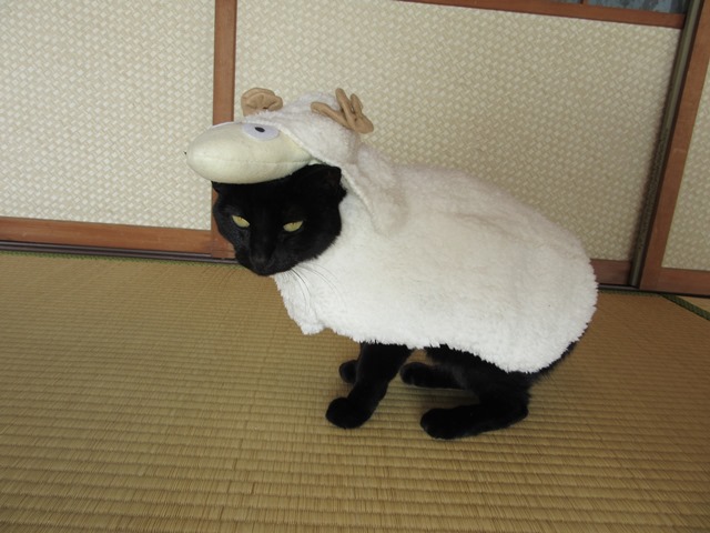 kigurumicyokor1's tweet photo. 年末なのでチョコラの干支コスプレシリーズ一挙公開～＼(^o^)／
２０１２年「辰」
２０１３年「巳」
２０１４年「午」
２０１５年「未」
続く https://t.co/u85NliIx3P