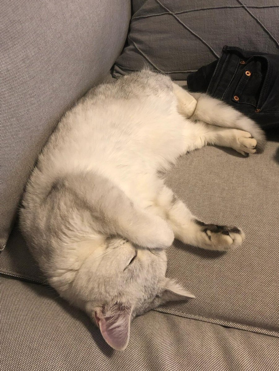 お昼寝中… お邪魔しないでください🤭