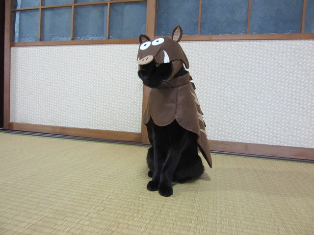 kigurumicyokor1's tweet photo. ２０１６年「申」
２０１７年「酉」
２０１８年「戌」
２０１９年「亥」
続く https://t.co/YGmAcDxk5K