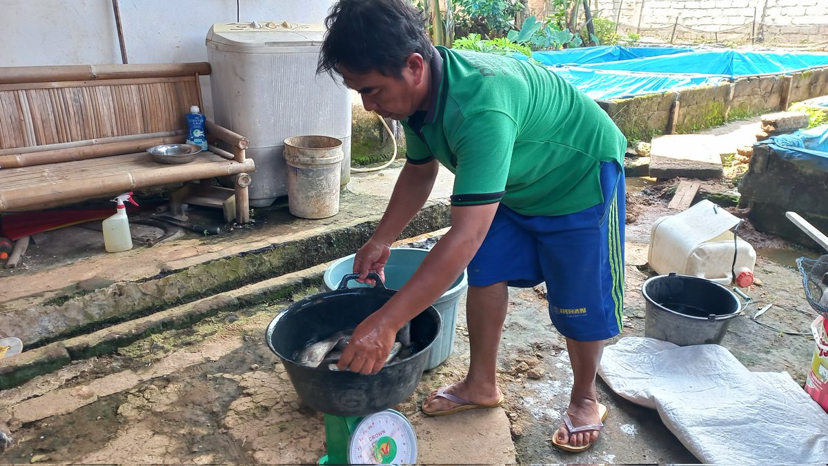 masudianto's tweet photo. Selasa (31/12), MasUdianto, luhkan #LamTim, mendampingi sdr Kusnadi pokdakan Ulam Jaya Makmur ds Adirejo kc Pekalongan #panen ikan gurame uk 2-3 ek/kg sbyk 250 kg hrg Rp 35000/kg. #GiatLuhkanSatminkalBRPPUPP #luhlapor @ipkanilampung @luhkan_brppupp https://t.co/lZ537hqOFJ