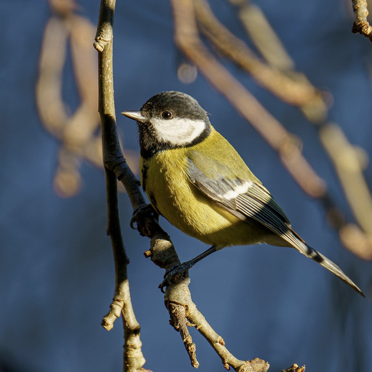 Pražské služby, a. s. (@prazskesluzby) on Twitter photo Nemáte ještě program na víkend? Zapojte se do Ptačí hodinky! 🐦 Dnes odstartoval její 7. ročník. Porozhlédněme se po nějakém krmítku a sčítejme opeřené návštěvníky. Obhájí sýkorka loňské 1. místo? Na webu ptacihodinka.birdlife.cz si můžete vyzobat všechny informace. <a href="/birdlifecz/">Česká společnost ornitologická went to bsky</a> Nemáte ještě program na víkend? Zapojte se do Ptačí hodinky! 🐦 Dnes odstartoval její 7. ročník. Porozhlédněme se po nějakém krmítku a sčítejme opeřené návštěvníky. Obhájí sýkorka loňské 1. místo? Na webu ptacihodinka.birdlife.cz si můžete vyzobat všechny informace. <a href="/birdlifecz/">Česká společnost ornitologická went to bsky</a>