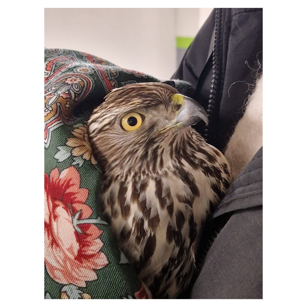 Hyvää rakettivapaata uutta vuotta💖 Koukkasimme rescue(hanhi)keikalla ottamaan kiinni haukkayksilön. Hän oli lentänyt nälissään uhanalaisten varpusten perässä lasia päin.
”ilo”tulitusraketit pelottavat sekä hankaloittavat luonnonvaraisten ruuan etsintää entisestään #banfireworks