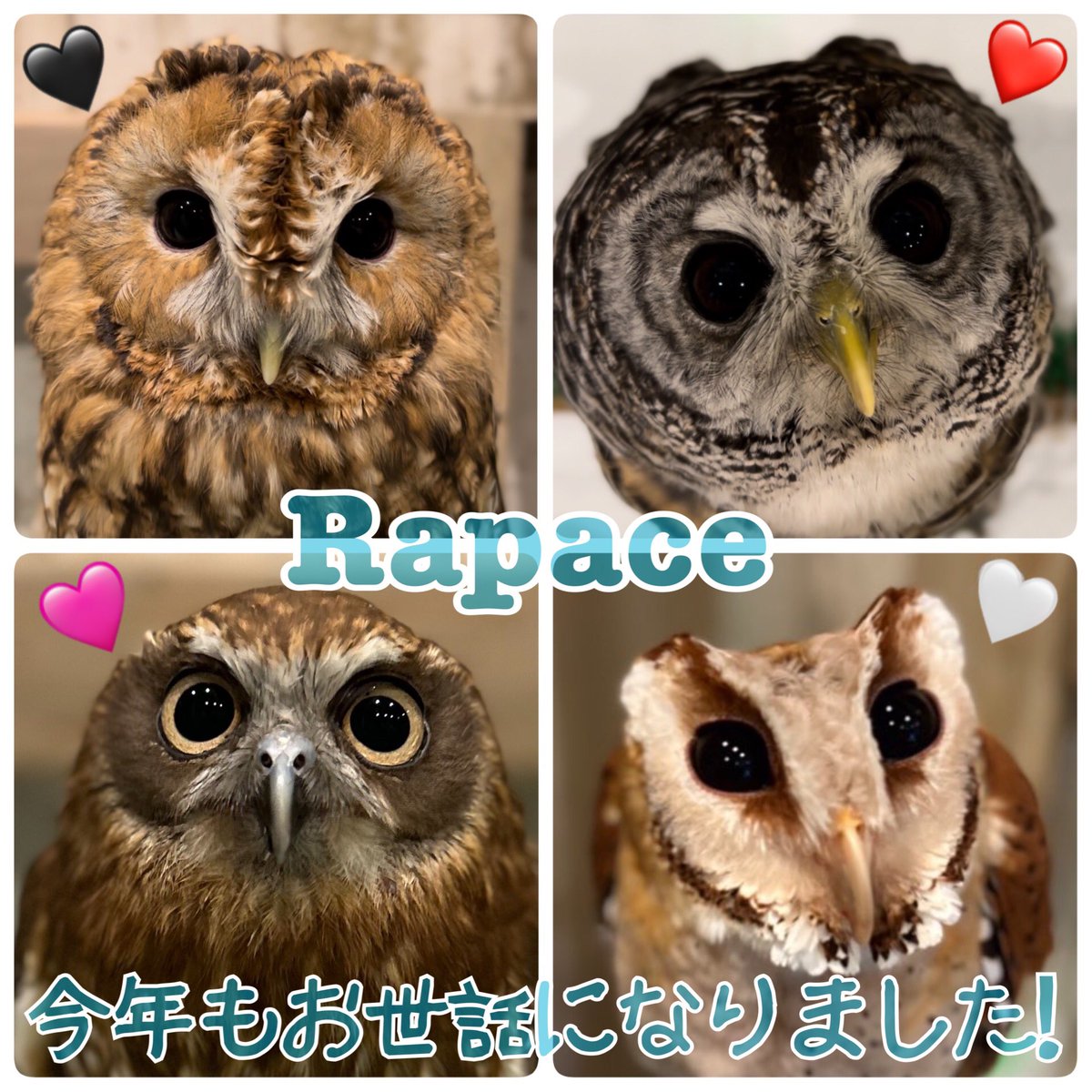 Rapace2960's tweet photo. ご挨拶🦉✨
日頃は格別のご愛顧を賜り、厚く御礼申し上げます。
早いもので今年もあとわずか、この1年Rapaceをお引き立ていただき誠にありがとうございました。
来年もスタッフ一同、より楽しんでいただけるよう尽力して参りますので、今後とも変わらぬご愛顧を賜りますようお願い申し上げます。　店主 https://t.co/cKguJ61WQ4