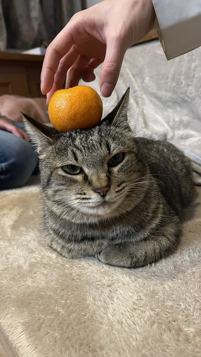 ChhapyLemon's tweet photo. 今年もお世話になりました、来年もどうぞよろしくお願いいたします。

来年は賑やかになりそうだ！ https://t.co/MNdob4zlHV