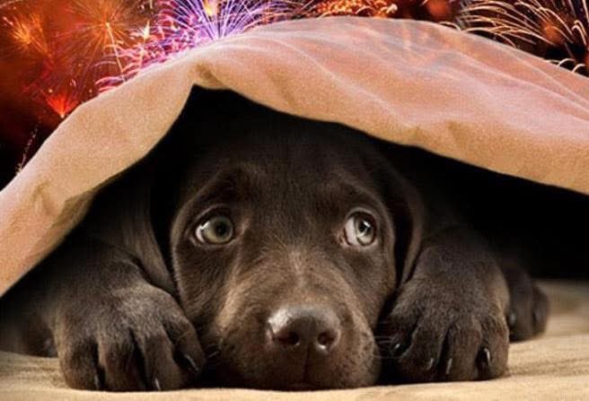 Amici, a tutti voi un BUON 2025 !!! 😃😃😃

Stanotte però ricordiamoci anche dei nostri amici a 4 zampe, meno botti più biscotti ! 🍪🍪🍪

Un abbraccio a tutti e ancora auguroni 🎉🎉🎉

#capodanno #buonannonuovo #buonanno2025 #buon2025 #BuoneFeste #2025IsComing