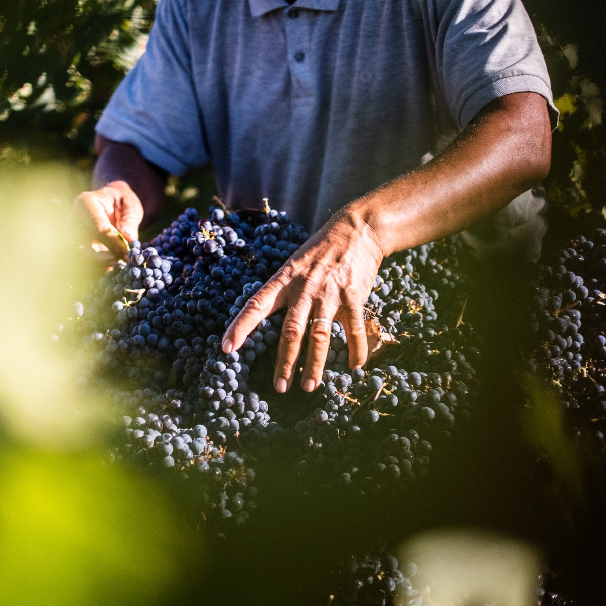 As we bid farewell to the past year, we raise a glass to 2025 and all the wonderful moments ahead. Here's to new beginnings, good health, and continued joy! 

The Rust en Vrede Team