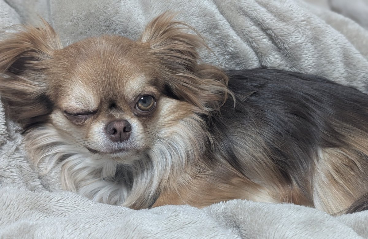 うちの犬、アイドルみたい…！（アイドルへの解像度が低いしアイドルは全裸じゃない）