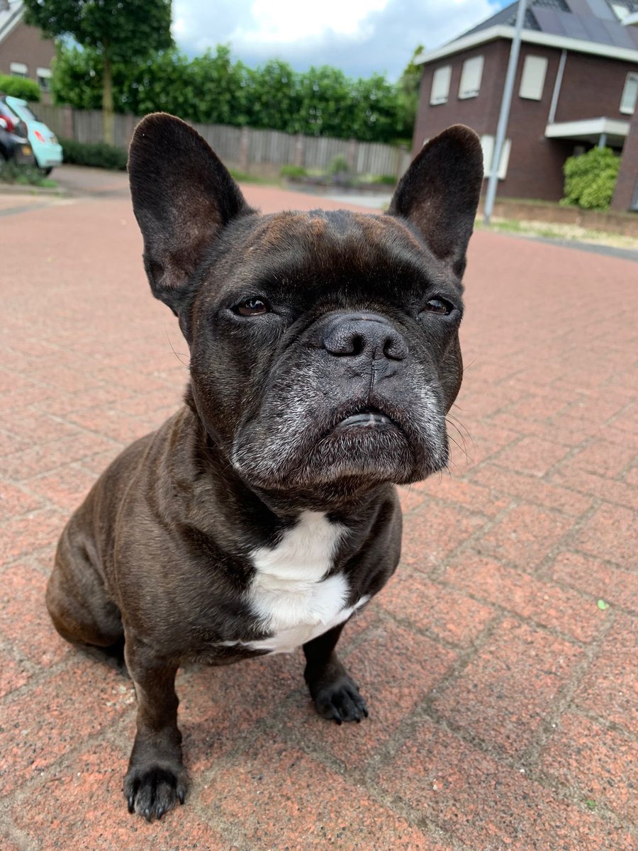 van pogo tot popo tweet media