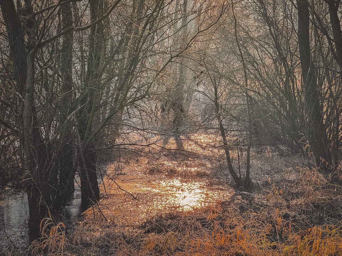 K_Dabkiewicz's tweet image. Na rozlewiskach po powodzi woda jeszcze miejscami stoi. I to dosłownie, bo zamarzła.
A nad jeziorem rybożercy czekają. Aż się roztopi lód 🤷‍♂️

Ale na spacer można, kaloszy nie trzeba.
CC: @MeteoprognozaPL @SOB_pl @Krystian_Pogr @Michu_1980 @EquesNaturae @ZawadkaMarek #powodz…