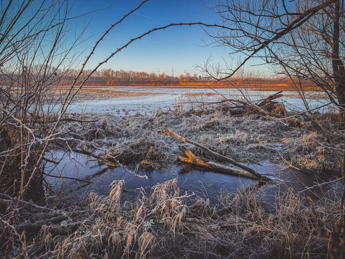 K_Dabkiewicz's tweet image. Na rozlewiskach po powodzi woda jeszcze miejscami stoi. I to dosłownie, bo zamarzła.
A nad jeziorem rybożercy czekają. Aż się roztopi lód 🤷‍♂️

Ale na spacer można, kaloszy nie trzeba.
CC: @MeteoprognozaPL @SOB_pl @Krystian_Pogr @Michu_1980 @EquesNaturae @ZawadkaMarek #powodz…