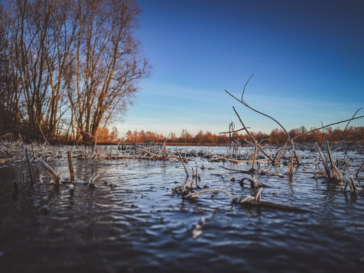 K_Dabkiewicz's tweet image. Na rozlewiskach po powodzi woda jeszcze miejscami stoi. I to dosłownie, bo zamarzła.
A nad jeziorem rybożercy czekają. Aż się roztopi lód 🤷‍♂️

Ale na spacer można, kaloszy nie trzeba.
CC: @MeteoprognozaPL @SOB_pl @Krystian_Pogr @Michu_1980 @EquesNaturae @ZawadkaMarek #powodz…