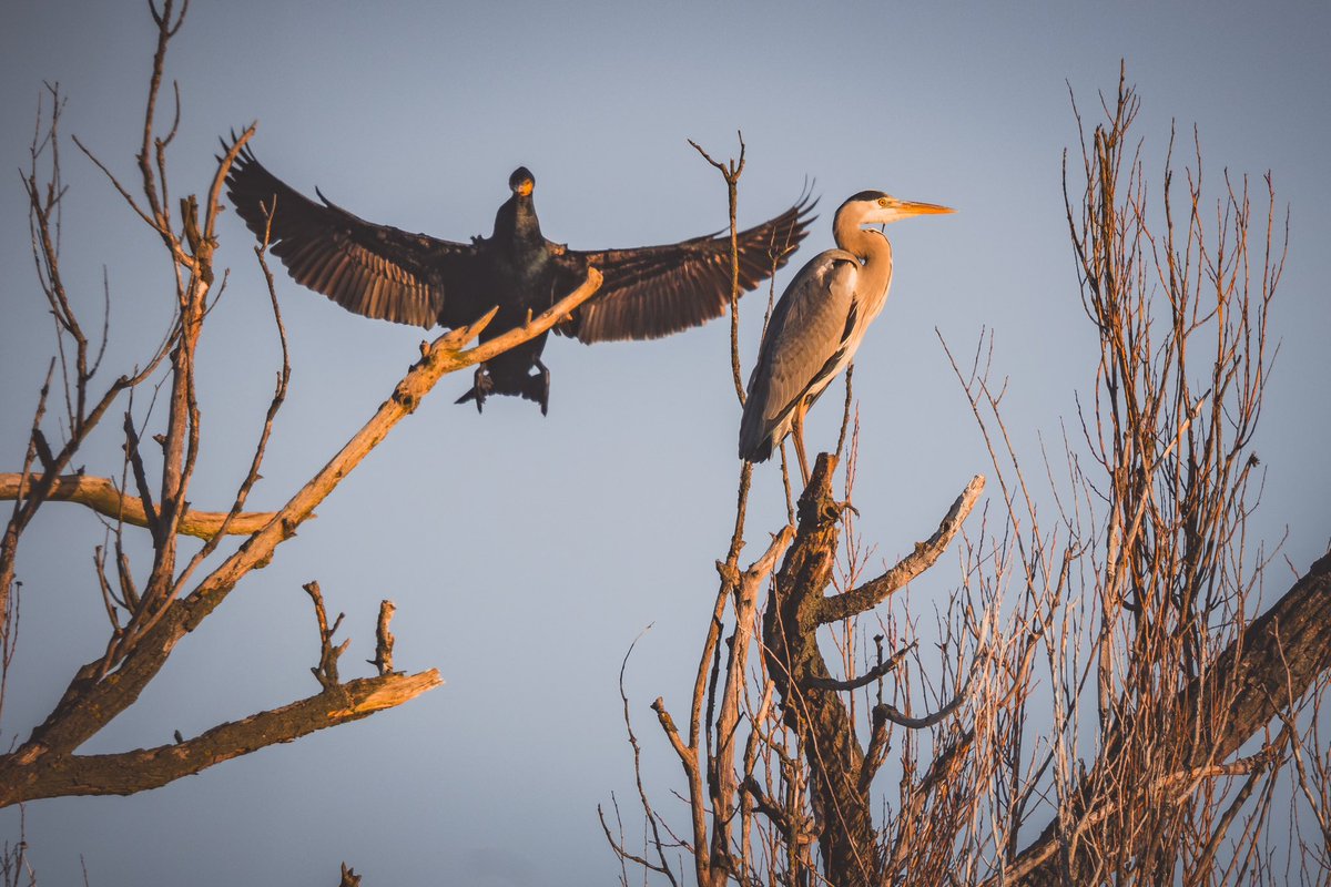 K_Dabkiewicz's tweet image. Na rozlewiskach po powodzi woda jeszcze miejscami stoi. I to dosłownie, bo zamarzła.
A nad jeziorem rybożercy czekają. Aż się roztopi lód 🤷‍♂️

Ale na spacer można, kaloszy nie trzeba.
CC: @MeteoprognozaPL @SOB_pl @Krystian_Pogr @Michu_1980 @EquesNaturae @ZawadkaMarek #powodz…
