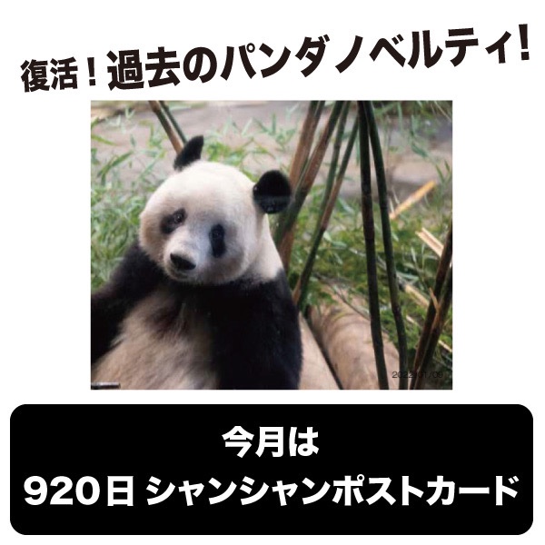 シャンシャン ポストカード 920日 非売品 毎日パンダ ノベルティ シャンシャン ポストカード 920日 非売品 毎日パンダ ノベルティ