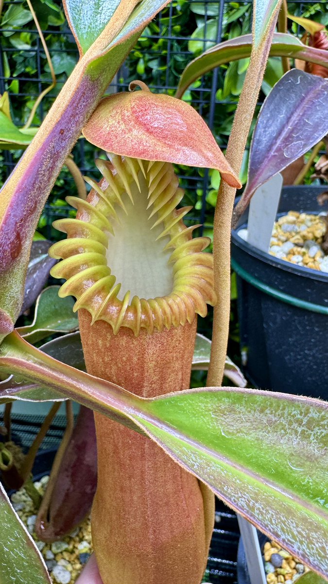 2024年ありがとうございました。
あんまり投稿してませんでしたが愛娘ファースト、植物セカンドで過ごせました。来年は挿木で増えた株を少しずつ放出していけたらいいな。
今年最後の投稿はtambuyukon edward
スタンダードな真っ赤な個体と襟の作りはtambuyukonだけど牙がツートンの個体🌱