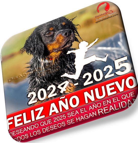 DeAbelK3's tweet photo. https://t.co/bDekrmnWj2
DeAbelK3-Epagneul Bretòn 
Desea Feliz Año Nuevo https://t.co/VHkMoH7YXk