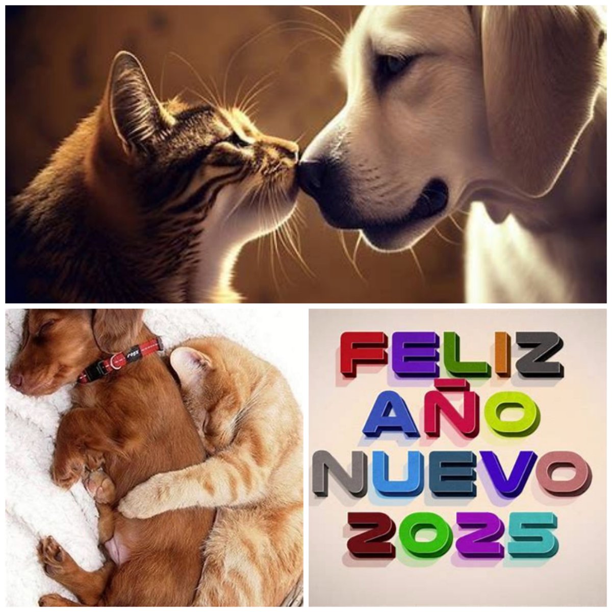 #FelizAñoNuevo2025
Quiero desear bienestar, felicidad y paz a todas  las maravillosas personas que lucháis por un mundo mejor
Sois especiales, defenderemos y protegeremos a los animales y nuestro planeta
La unión,concienciación educación y los libros son las claves para vencer