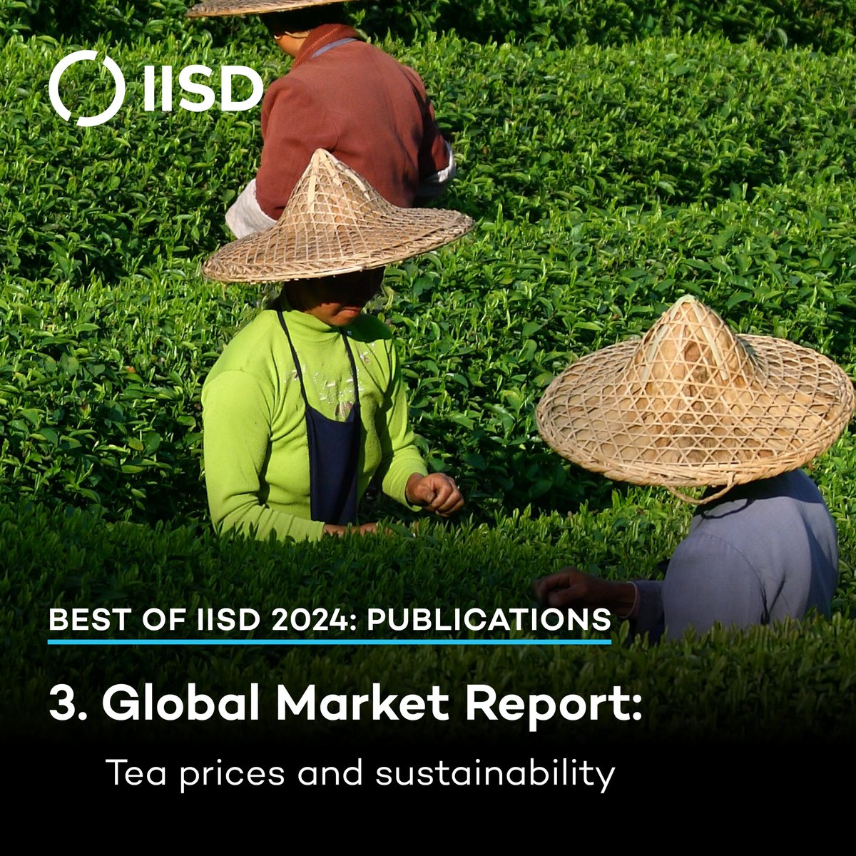 Tea is consumed more than any other drink in the world, excluding water.

<a href="/IISD_ELP/">IISD Economies</a> experts explained why sustainability standards and other value chain actors need to get better at recognizing the social and environmental costs of tea production.

➡️ iisd.org/publications/r…