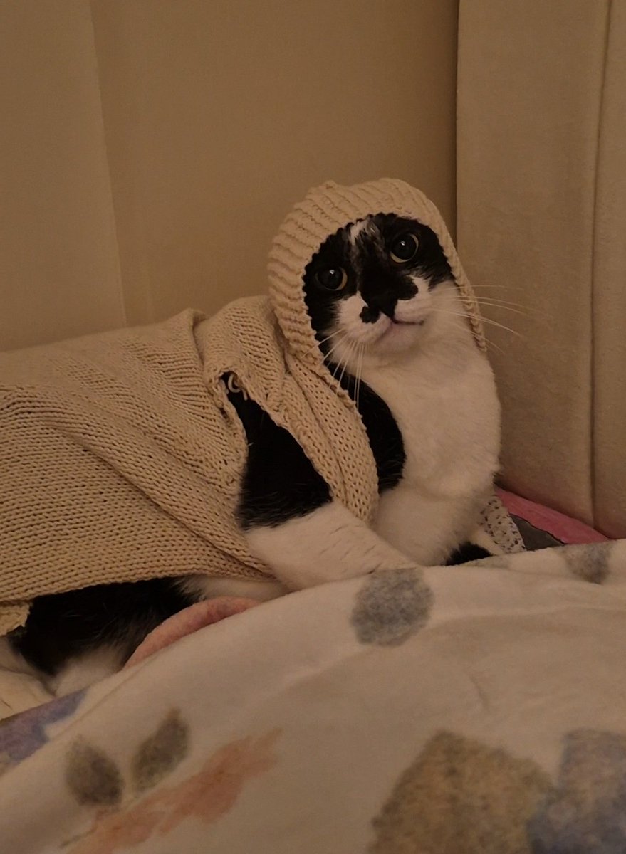 keicherri's tweet photo. findik loves being warm so my grandma knitted a cardigan for her as a new years gift 😭 https://t.co/ROyXILQOOH