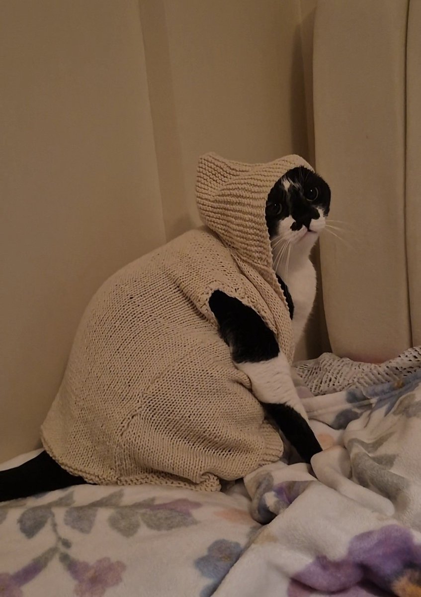 keicherri's tweet photo. findik loves being warm so my grandma knitted a cardigan for her as a new years gift 😭 https://t.co/ROyXILQOOH