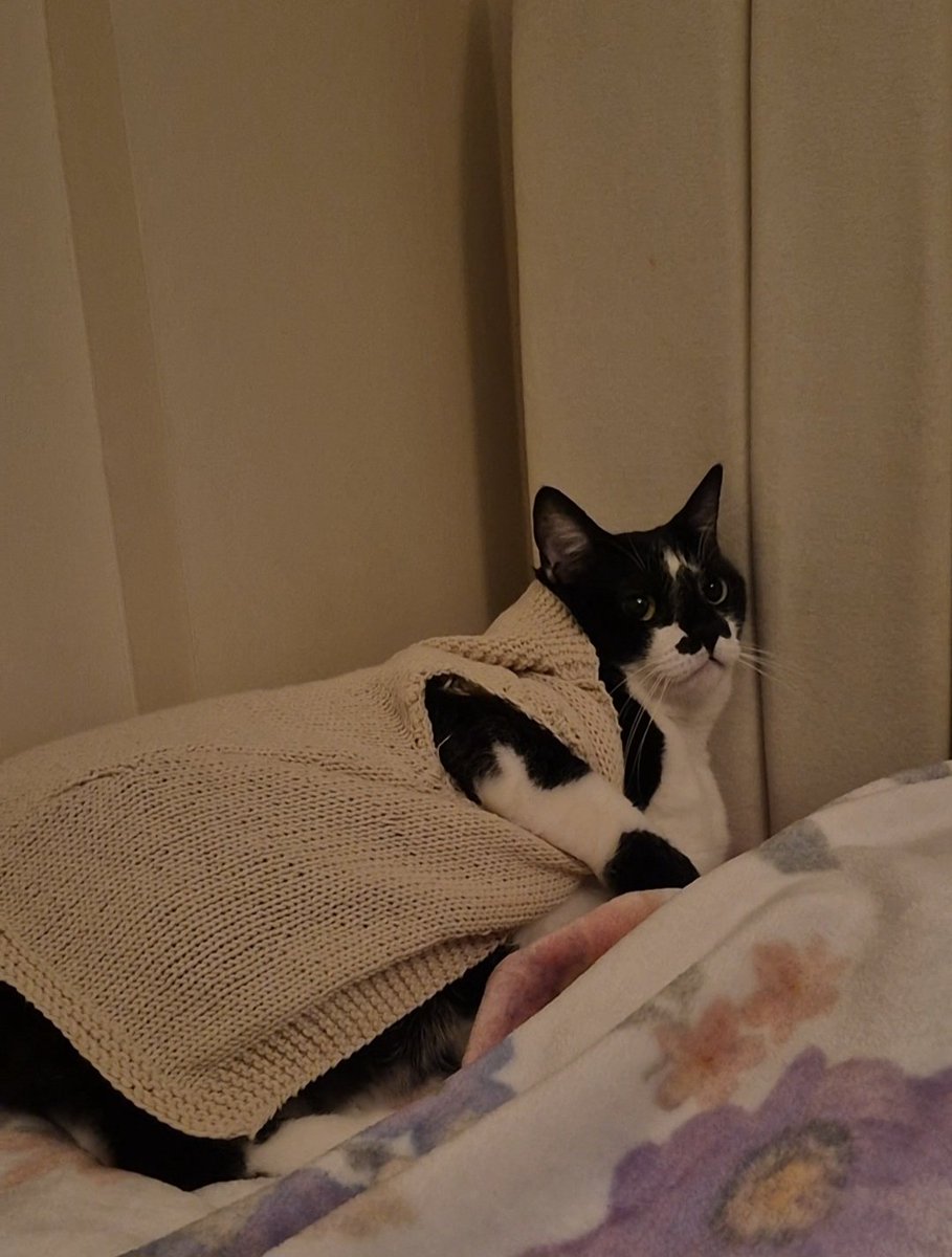 keicherri's tweet photo. findik loves being warm so my grandma knitted a cardigan for her as a new years gift 😭 https://t.co/ROyXILQOOH