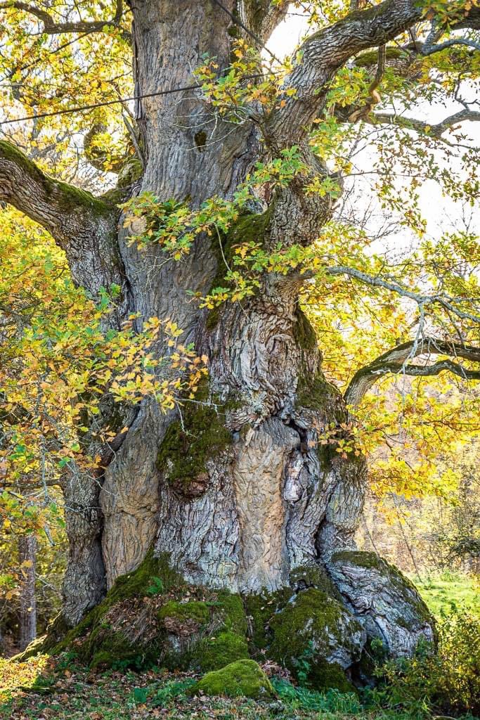 - Ministry of Swedish Oaks 🇸🇪 - tweet media