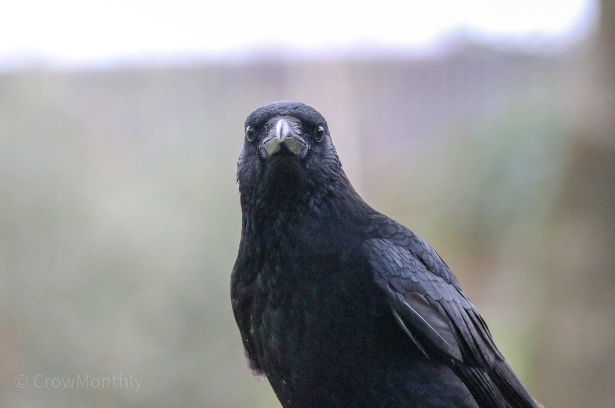 Crow Monthly tweet media