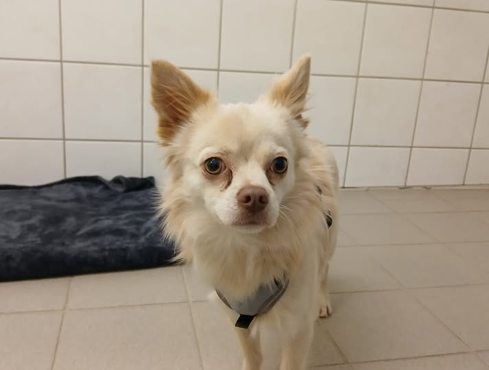 Dieser Chihuahua Rüde wurde am 29.12.24 gegen 14:00 Uhr in Dietenheim an der
llertisserstraße aufgefunden.
Er hat einen Chip, der leider nicht registriert ist.
Wer kennt diesen Hund und kann Hinweise geben?
Das Tierheim Ulm ist tgl von 10- 17 zu erreichen 
 0731 97923150