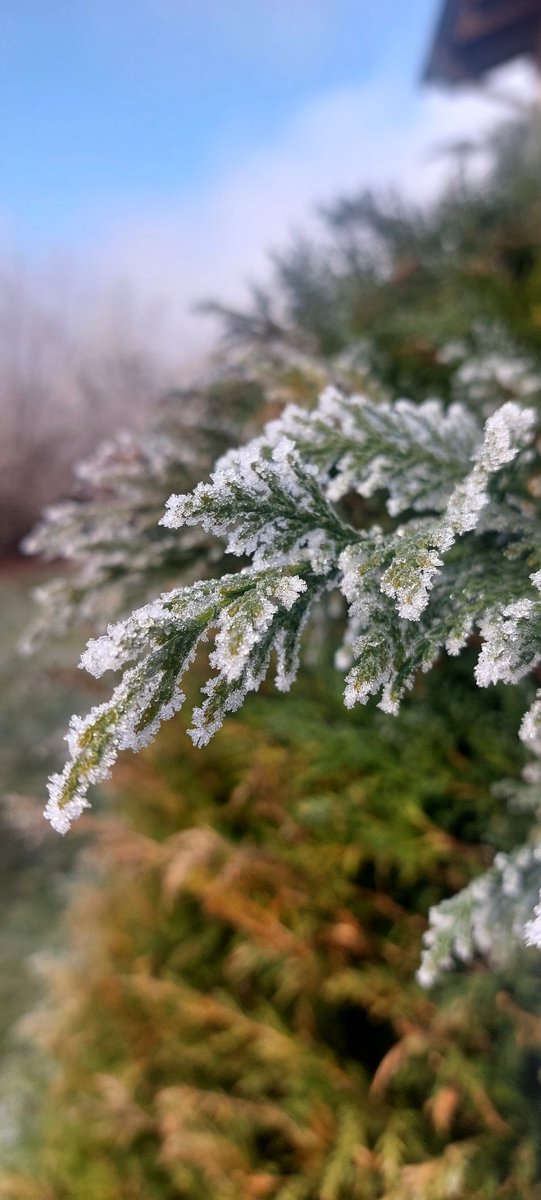 Алс холоос Та бүхэндээ шинэ жилийн мэнд дэвшүүлье. 
2025 онд Цэнхэр тэмдэгтэн болноо 🙂. Дараах зургийг мэлмийд тань...