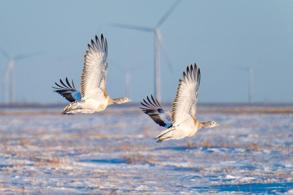 🦃🌨️In Daqing, #Heilongjiang, improved ecological conditions have allowed the endangered great bustard, a national first-class protected species, to stay through the winter.

💚🌿Despite the freezing -25°C temperatures on snowy grasslands, these birds are thriving, foraging, and resting in their restored habitat.

@northeastweb1 @visitheilongji1  #WildChina #Biodiversity #WildlifeConservation #NatureWonder #BirdWatching