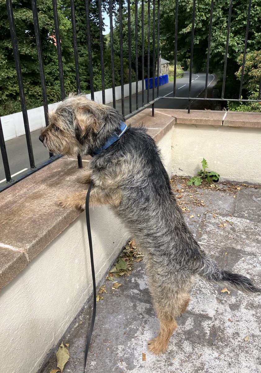 mr and mrs thomas tweet media