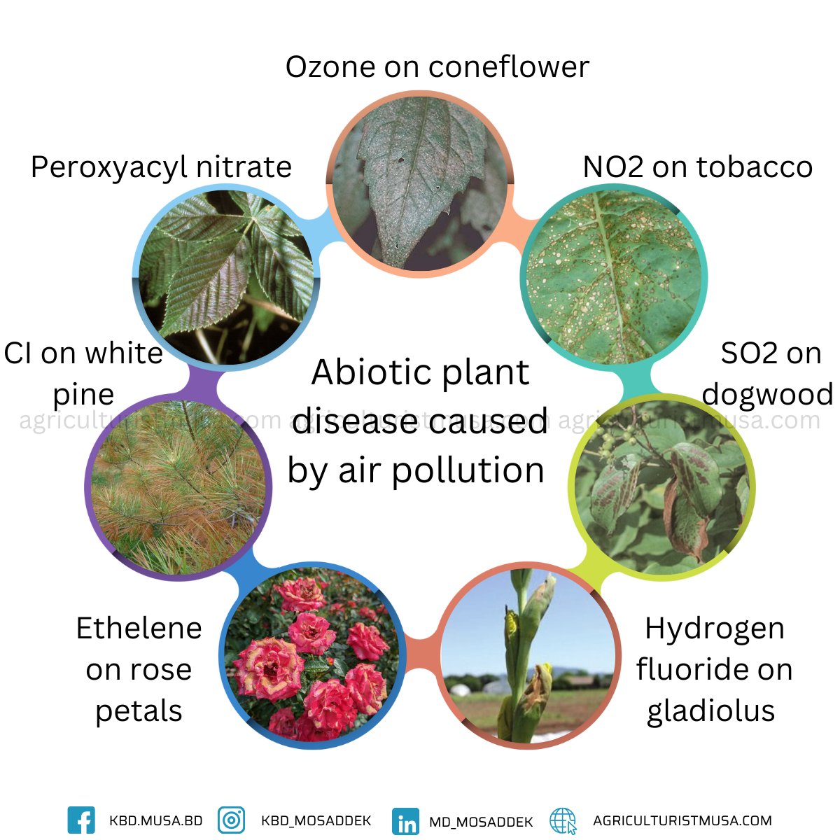 Air pollution can lead to various plant diseases and disorders, primarily due to the presence of harmful gases, particulate matter, and other pollutants in the atmosphere. 

#environment #airpollution #agriculture #plantdiseases
