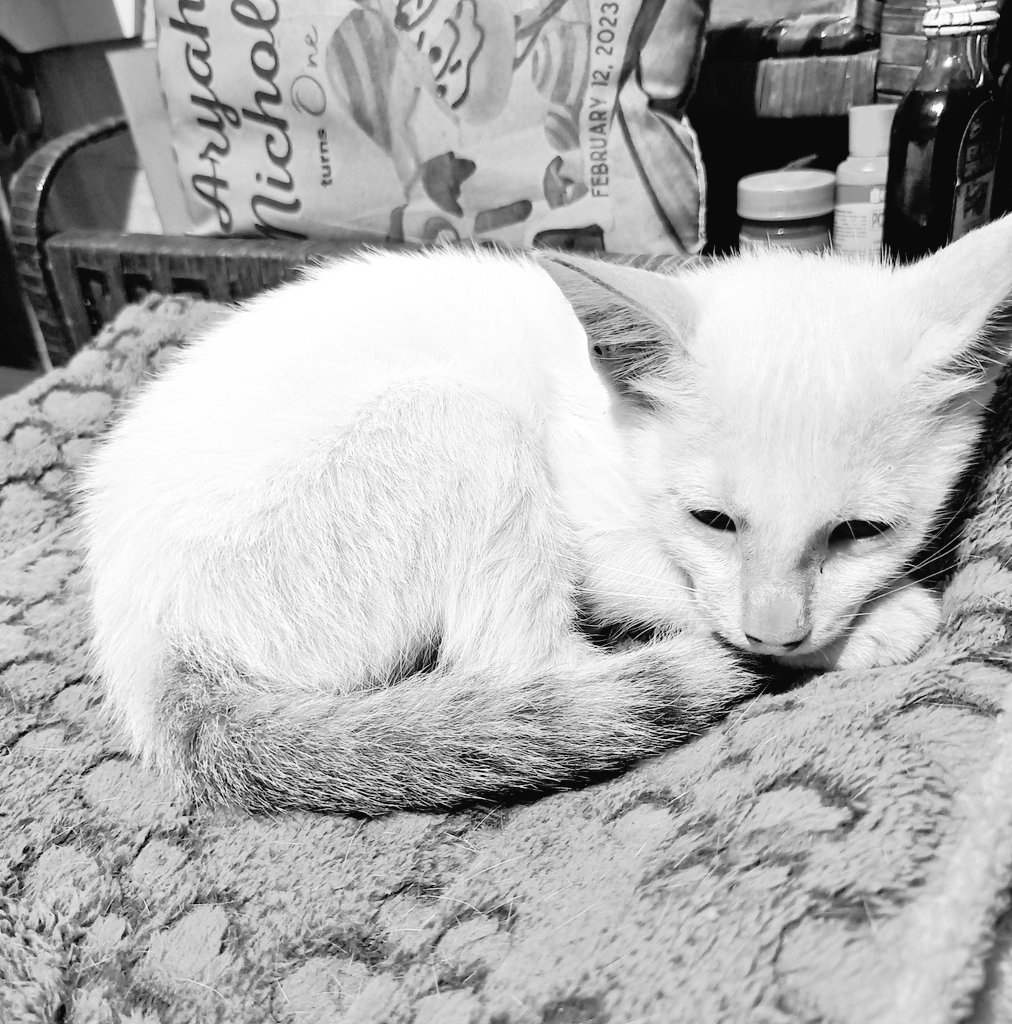 iriz79's tweet photo. Rest in peace sa among Baiut.😭 Wala na jud nimu gipalabang ang tuig.  Pero sige lng i know you'll be happy playing forever on the rainbow bridge.💘 https://t.co/ev4XyWJ6gH