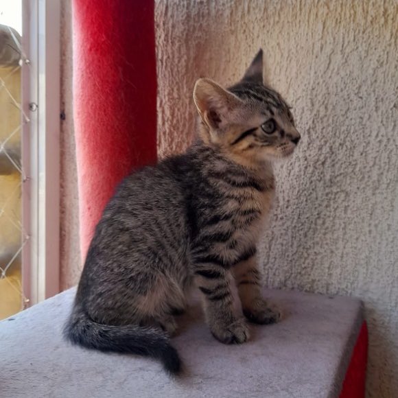 metrodesantiago's tweet photo. ¡Empieza el 2025 con la buena suerte de un michi! 🐈🍀

Esta adorable gatita de tan solo 2 meses fue encontrada en nuestro Taller Neptuno, y hoy está buscando un hogar lleno de amor 🏡❤️

¿Nos ayudas a encontrarle casita? Comparte esta publicación para que más personas la vean, y si quieres adoptarla mándanos un mensaje 💌