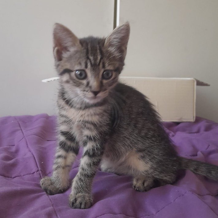 metrodesantiago's tweet photo. ¡Empieza el 2025 con la buena suerte de un michi! 🐈🍀

Esta adorable gatita de tan solo 2 meses fue encontrada en nuestro Taller Neptuno, y hoy está buscando un hogar lleno de amor 🏡❤️

¿Nos ayudas a encontrarle casita? Comparte esta publicación para que más personas la vean, y si quieres adoptarla mándanos un mensaje 💌