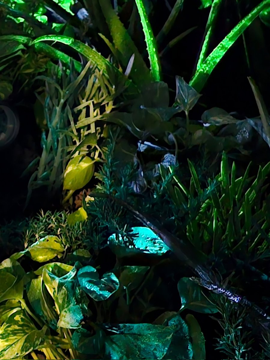 BiooOfficial's tweet image. We&apos;re excited about the possibilities that 2025 holds for the #biotechrevolution Here&apos;s to a year filled with innovation, growth, and positive impact! 🌿

#Bioo #BiotechCities #Sustainability #Innovation #NewYear