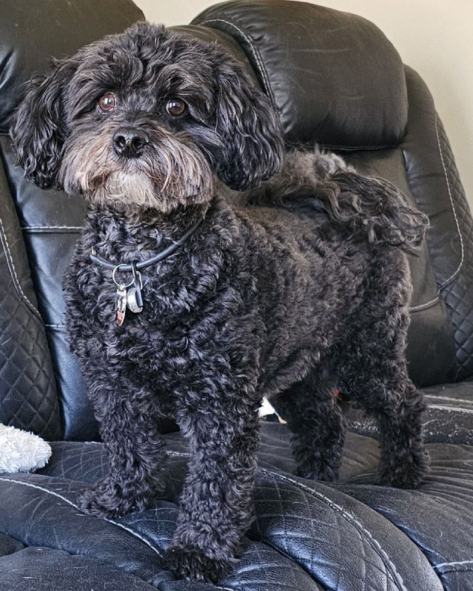 ABCsofDogT's tweet image. Our dog behavior modification experts can help with any issue, big or small. We&apos;ll create a happier life for you and your dog. Reach out today to learn more. #DogBehaviorModification #ABCsofDogTraining dogstrainingqueens.com