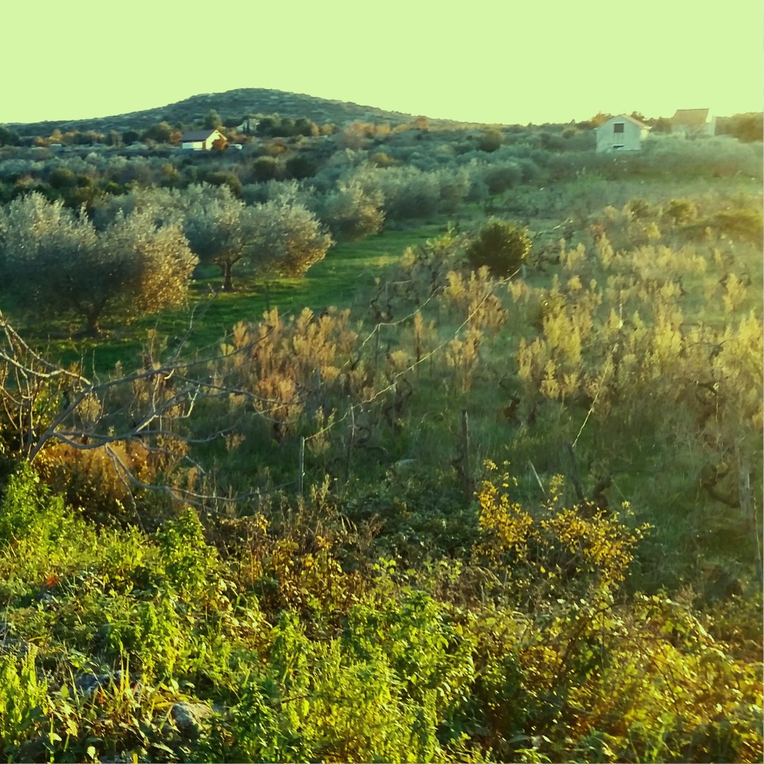 -"Rest and a return to the roots"- 🌳🌳🌳