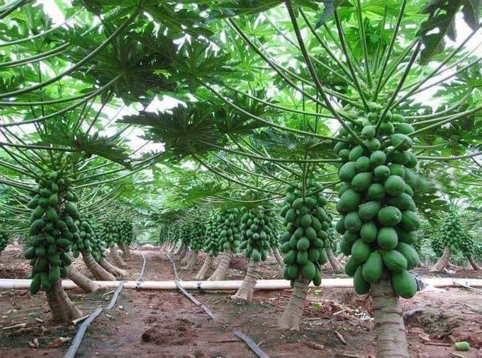 EnyonamManye's tweet photo. This is pawpaw modern farming technology in the greenhouse. 
Please, like and retweet if you are interested. https://t.co/kF0R81wO0s