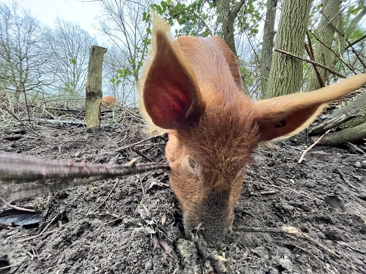With the pig pets of my brothers, I wish you a wonderful and productive 2025.  
Just like our ginger friends, let's keep digging and unearth what is needed.