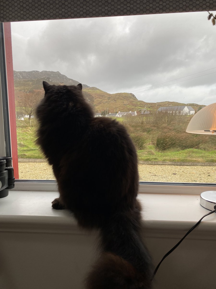 Breithlá sona dhuit, a Phitch. 💕😻 Dhá bhliain déag inniu. 
Saol an mhadaidh bháin. #BlackCat